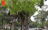 Hà Nội đẹp dịu dàng trong sắc trắng hoa sưa